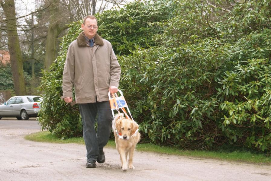 Blindenführhund bei der Arbeit